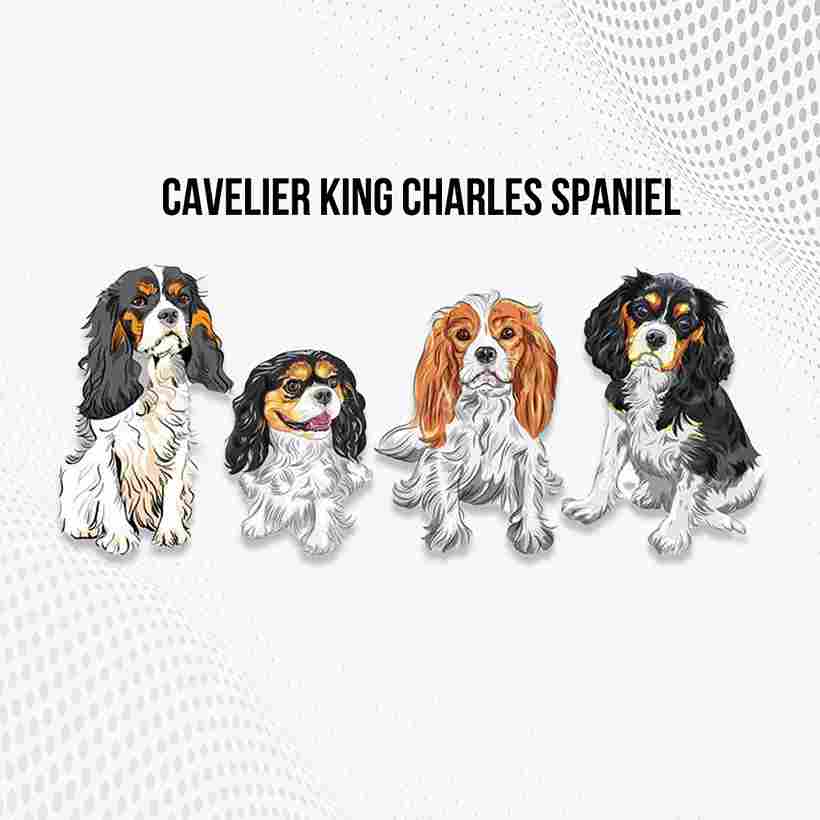 Cavelier king charles spaniel